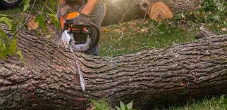 Best Arborist Consultation Services  in Martinsville, NJ