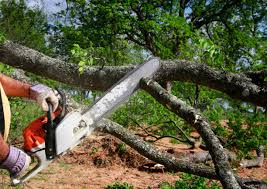 Best Leaf Removal  in Martinsville, NJ