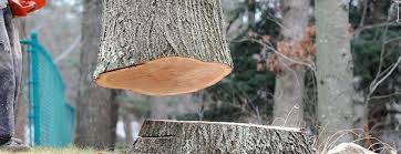 Best Tree Cabling and Bracing  in Martinsville, NJ