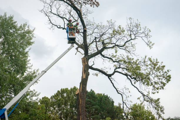Best Tree and Shrub Care  in Martinsville, NJ
