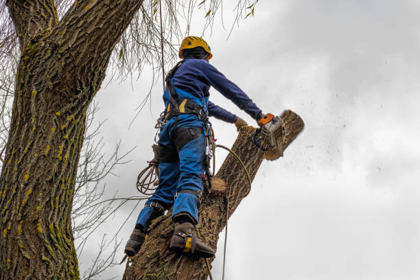 Martinsville, NJ Tree Removal Company