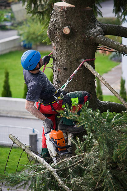 Best Pest Control for Lawns  in Martinsville, NJ