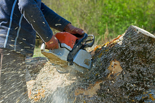 Best Weed Control  in Martinsville, NJ