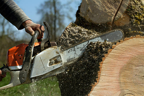 Best Tree Mulching  in Martinsville, NJ