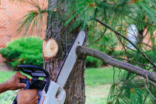 Best Tree Trimming and Pruning  in Martinsville, NJ